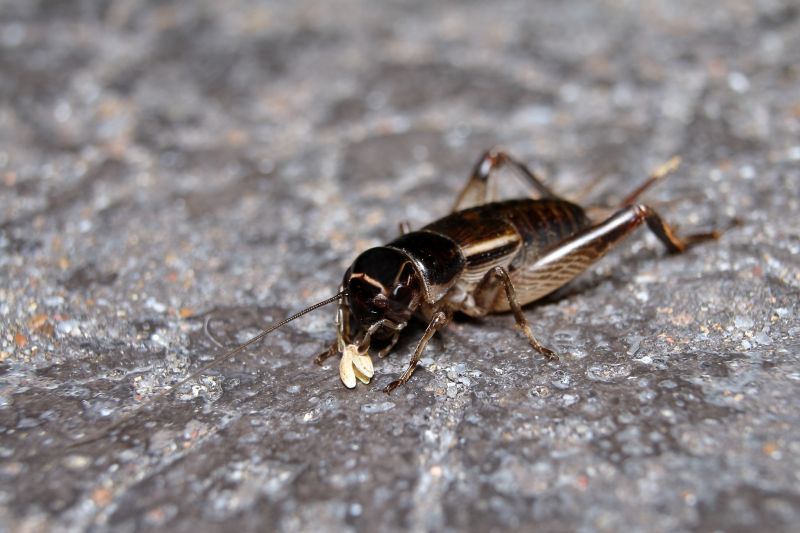 Critter Removal