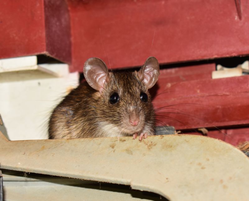 Cost of Critter Removal — Cost of Critter Removal