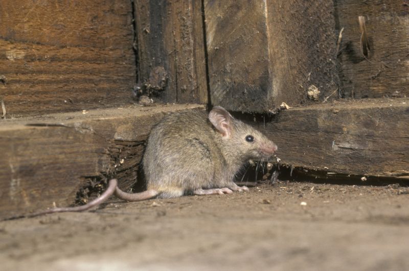 Cost of Critter Removal — Cost of Critter Removal