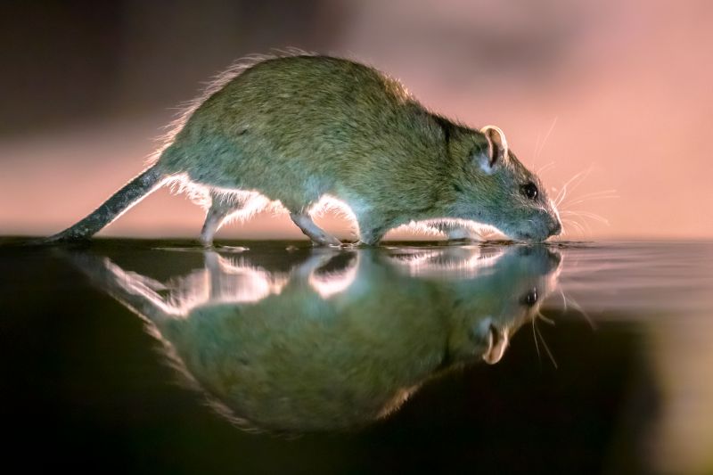 Cost of Critter Removal — Cost of Critter Removal