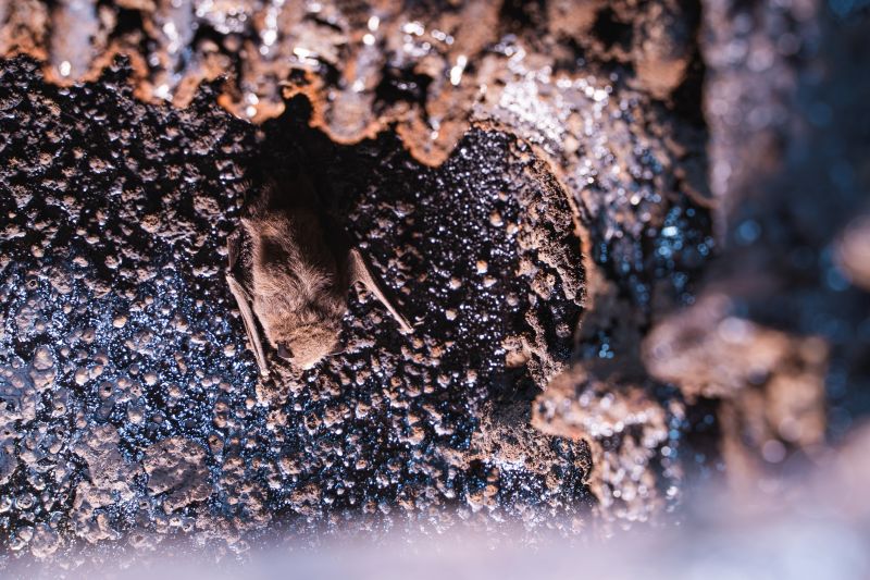 Bat Exclusion Installation