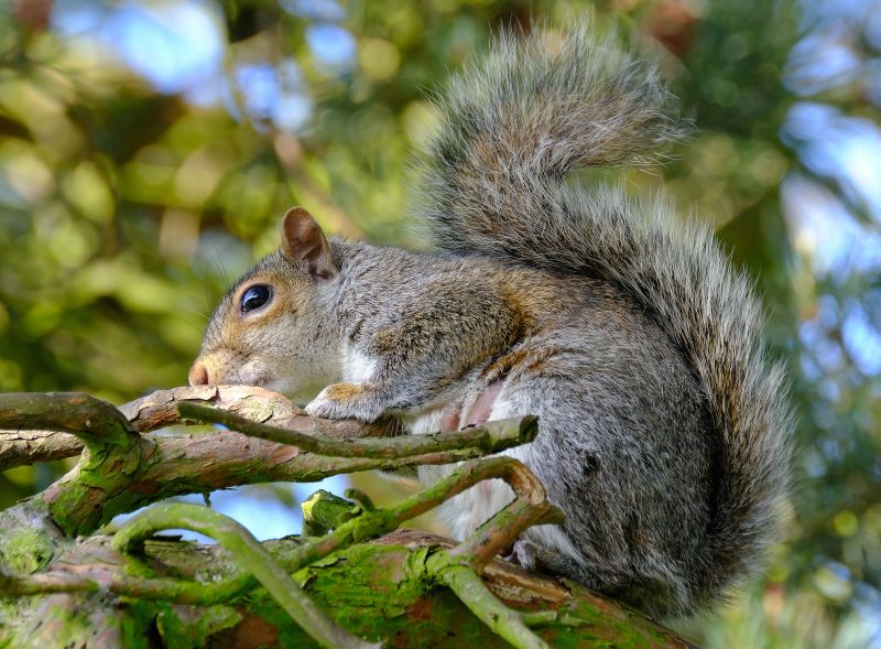 Squirrel in Tree