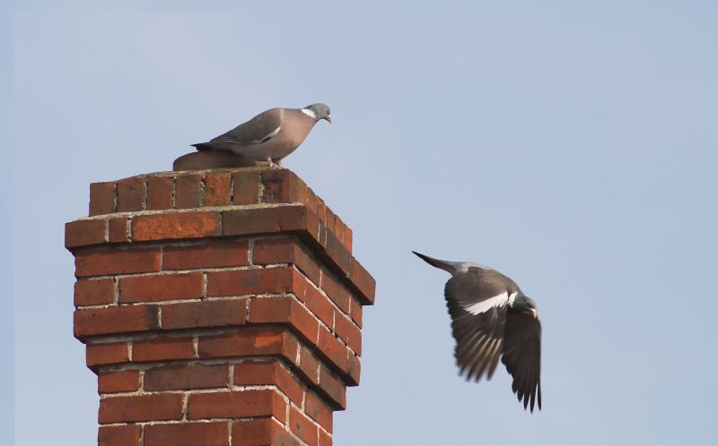 Bird Nest in Chimney