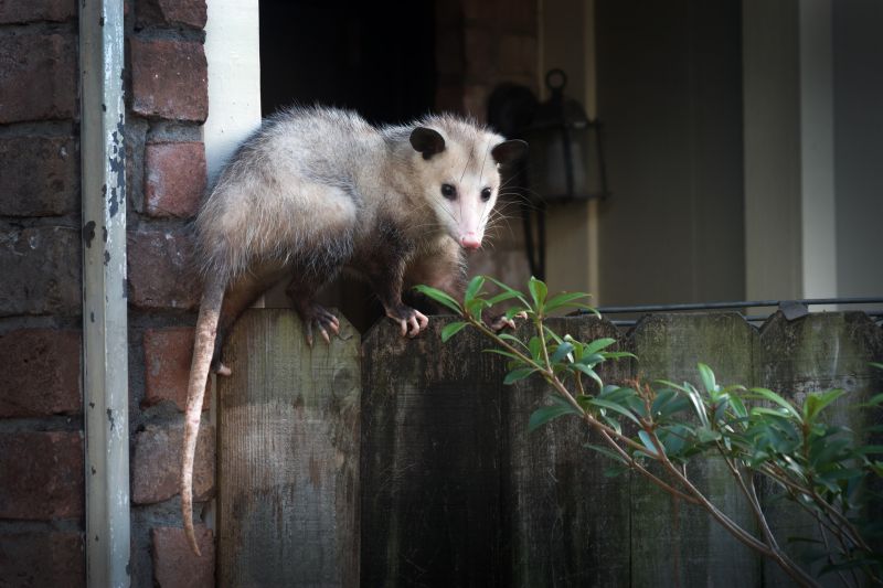 Opossum on Fence