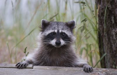 Raccoon in Attic