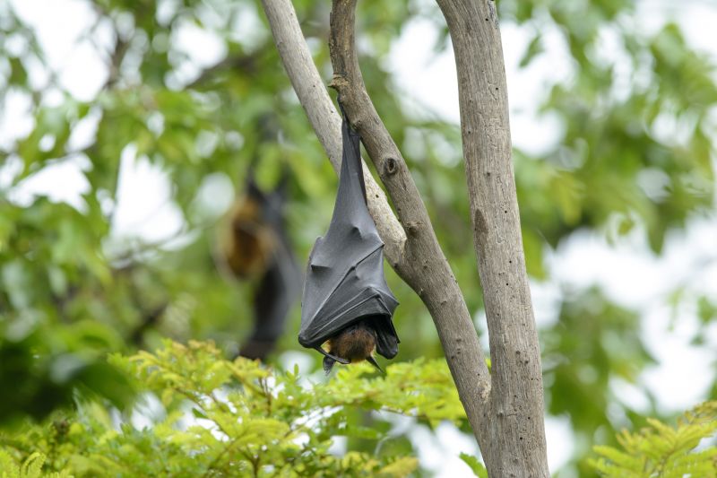 Bat Roosting