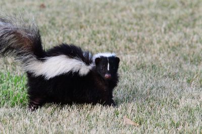 Skunk Near Property